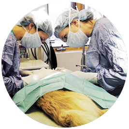 Mount Richon Veterinary Clinic - Surgical Services