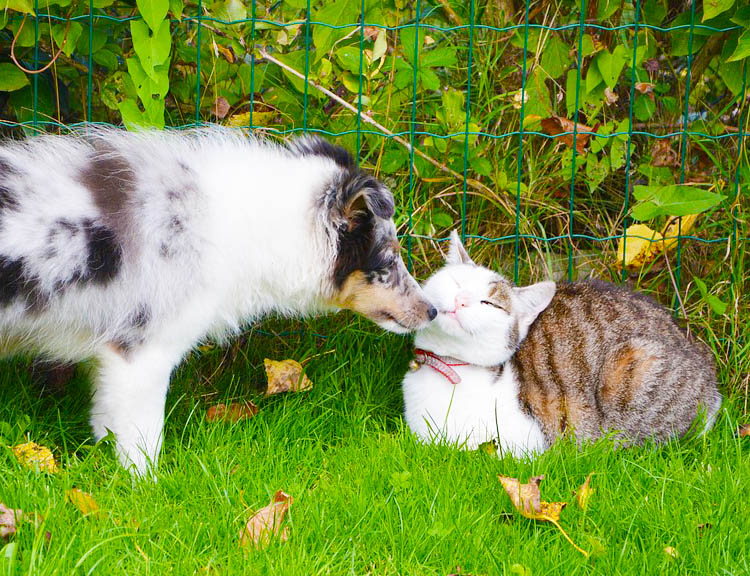 Railway Avenue Veterinary Hospital - Pet Vaccinations