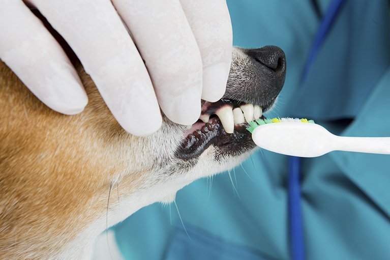 Pet Care Services - Dental