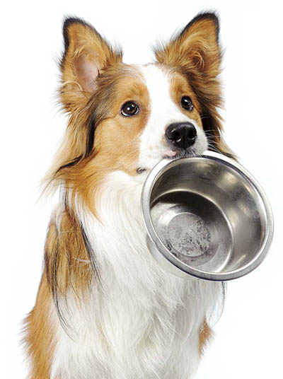 Pet Care Services - Pet Nutrition