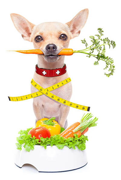 Railway Avenue Veterinary Hospital - Weight Loss Clinic