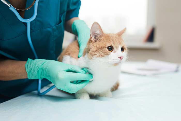 How Often Should You Take Your Pet to the Vet?