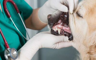 The Importance of Dental Care for Your Dog