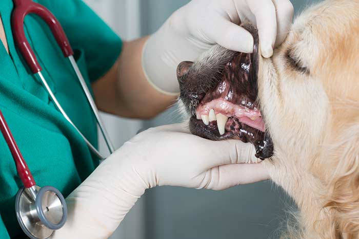 The Importance of Dental Care for Your Dog