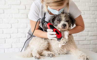 Dog Grooming – The Importance of Keeping Your Dog Clean