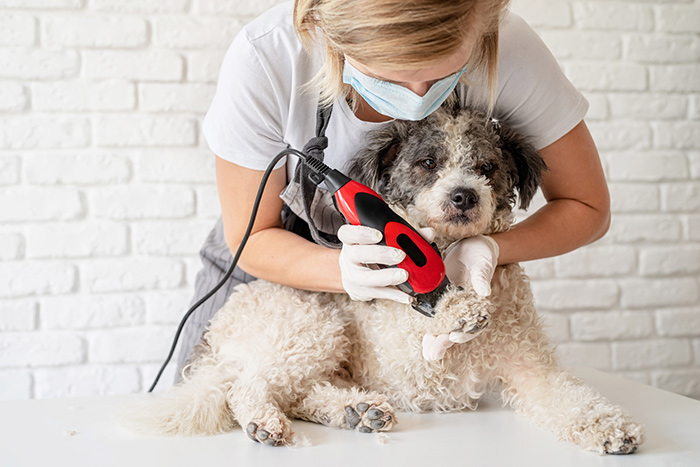 Dog Grooming – The Importance of Keeping Your Dog Clean