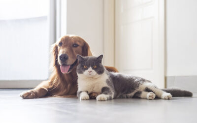 When is the Best Time to De-Sex Your Pet?