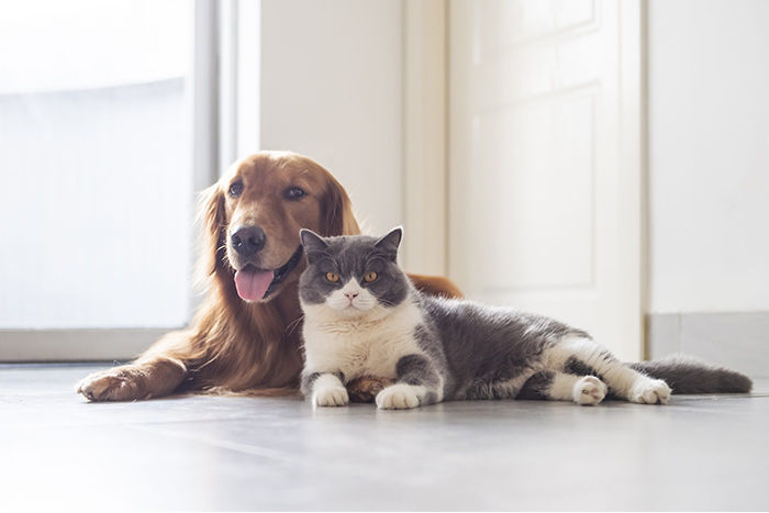 When is the Best Time to De-Sex Your Pet?