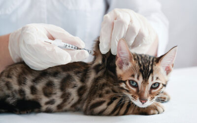 The Importance of Vaccinating Your Pet