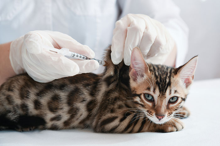 Cat getting Vaccinated