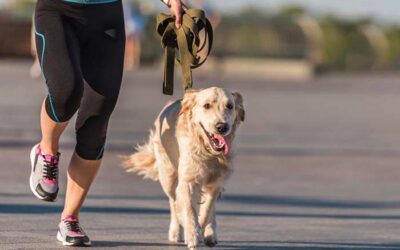 How Much Exercise Does Your Dog Really Need?