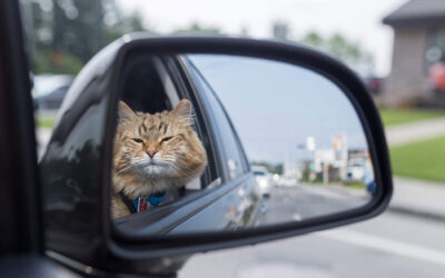 How to Make Your Cat More Comfortable with Car Travel