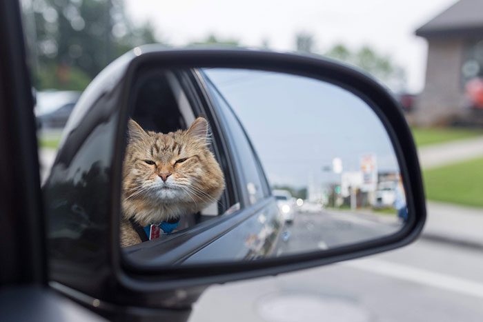 How to Make Your Cat More Comfortable with Car Travel