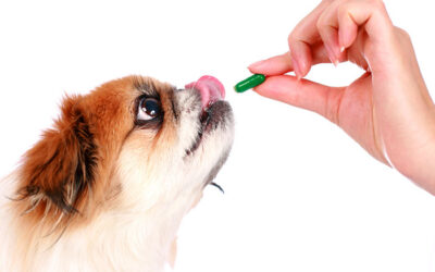 Which Vitamins and Minerals Are an Important Part of Dog Nutrition?