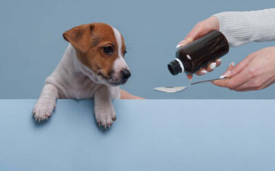 Which Vitamins and Minerals Are an Important Part of Dog Nutrition?