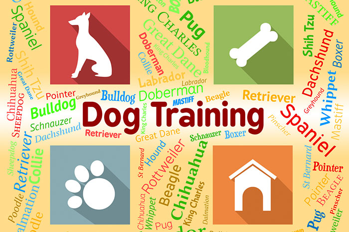 Basic Training Tips for Your Puppy