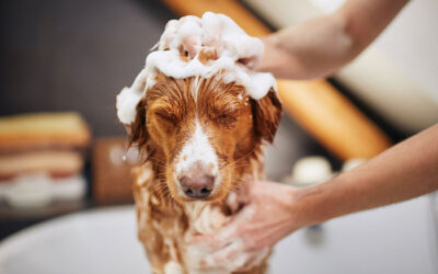 Choosing the Best Dog Shampoo to Pamper Your Pooch