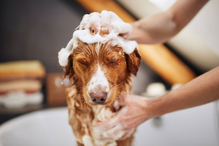 Choosing the Best Dog Shampoo to Pamper Your Pooch