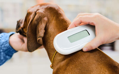Microchipping Your Pets