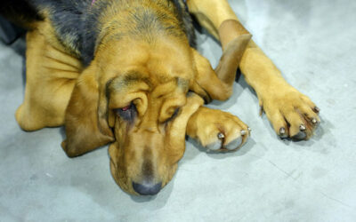 Can Dogs Suffer From Sleep Disorders?