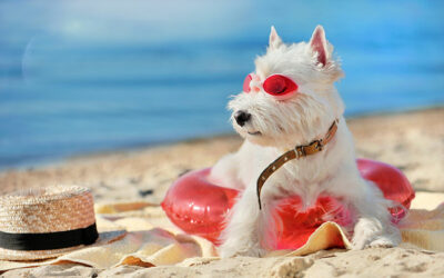Cool Paws and Happy Tails – Essential Summer Care Tips for Your Furry Friends