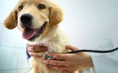 Recognising the Signs of Cancer in Pets – The Importance of Regular Vet Check-Ups