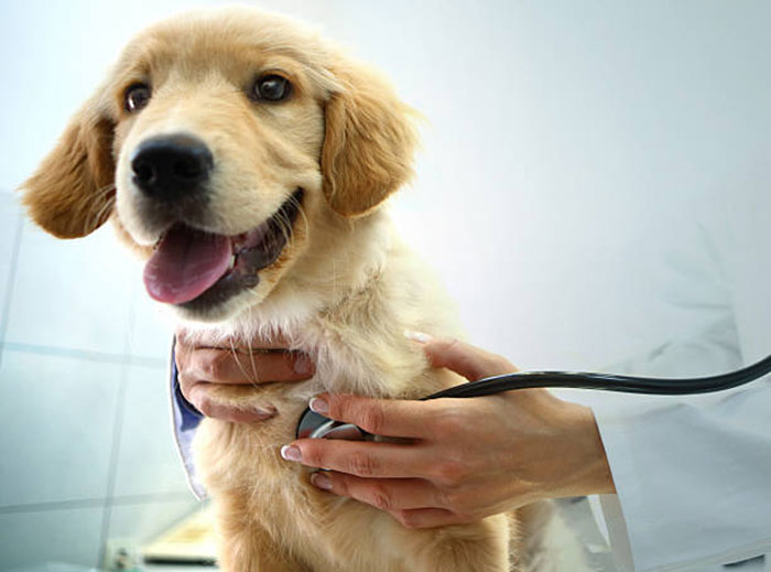 Check-Ups For Pets