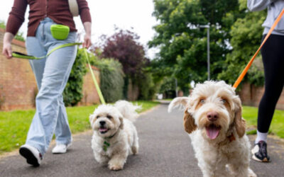 Top Exercise Habits for Pets – Keeping Your Furry Friends Happy and Healthy!