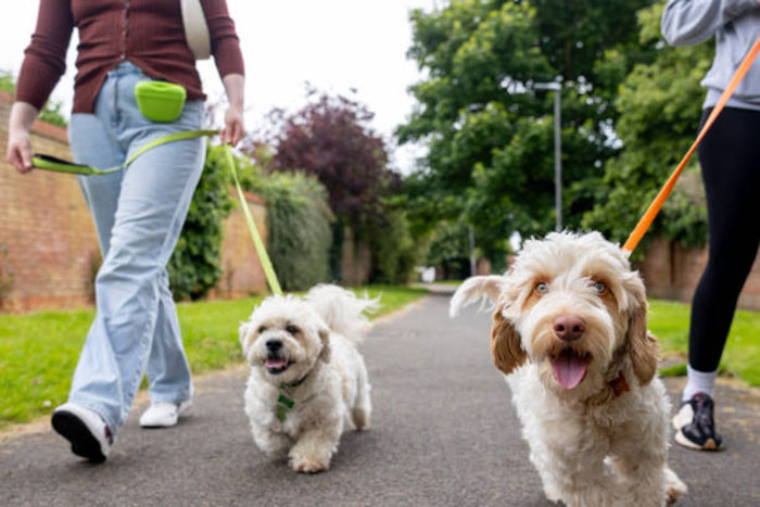 Top Exercise Habits for Pets – Keeping Your Furry Friends Happy and Healthy!