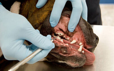 Keeping Your Furry Friend Smiling – A Guide to Pet Dental Care