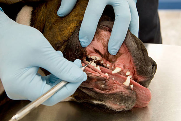 pet-dental-care