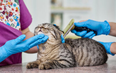 Signs Your Cat Needs Professional Grooming (Even If They’re Short-Haired)