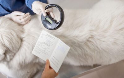 Why Microchipping Your Pet Is One of the Kindest Things You Can Do