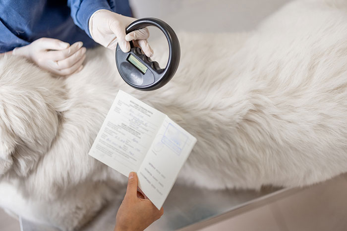 Microchipping-your-pet