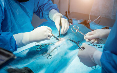 Why You Shouldn’t Delay Necessary Surgery for Your Pet