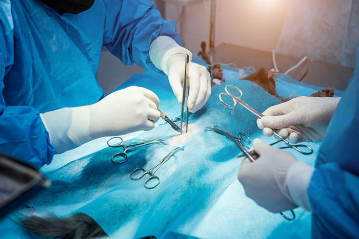 Surgery for Your Pet