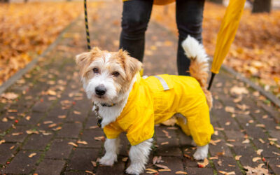 How to Prepare your Pet for the Change in Seasons