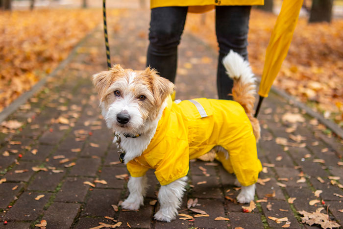 rain-cover-for-dogs