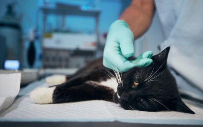Understanding Pain Management After Pet Surgery – A Guide for Caring Pet Owners