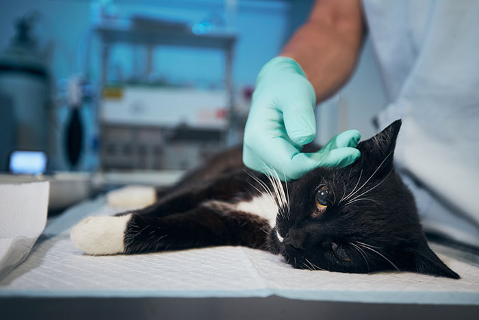 Understanding Pain Management After Pet Surgery – A Guide for Caring Pet Owners