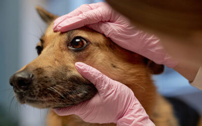 Signs Your Pet May Have an Eye Problem